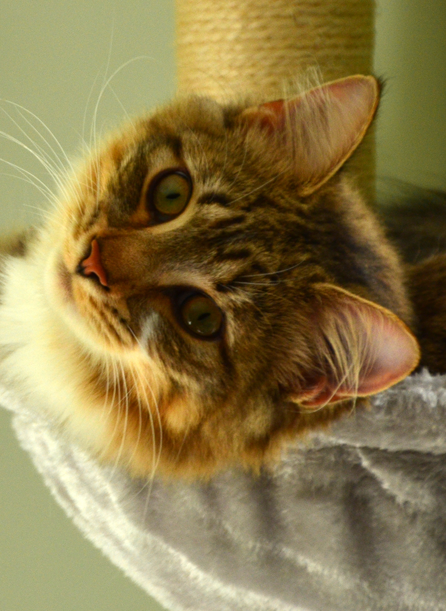 Adorable cat with tilted head, ears alert