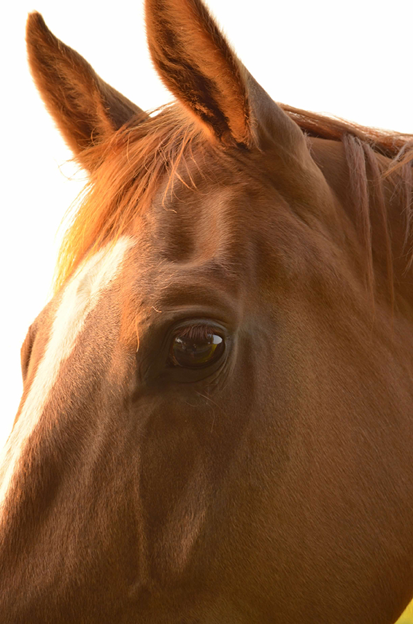 the horse inside&nbsp;me